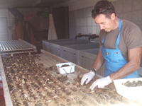 installation des huîtres